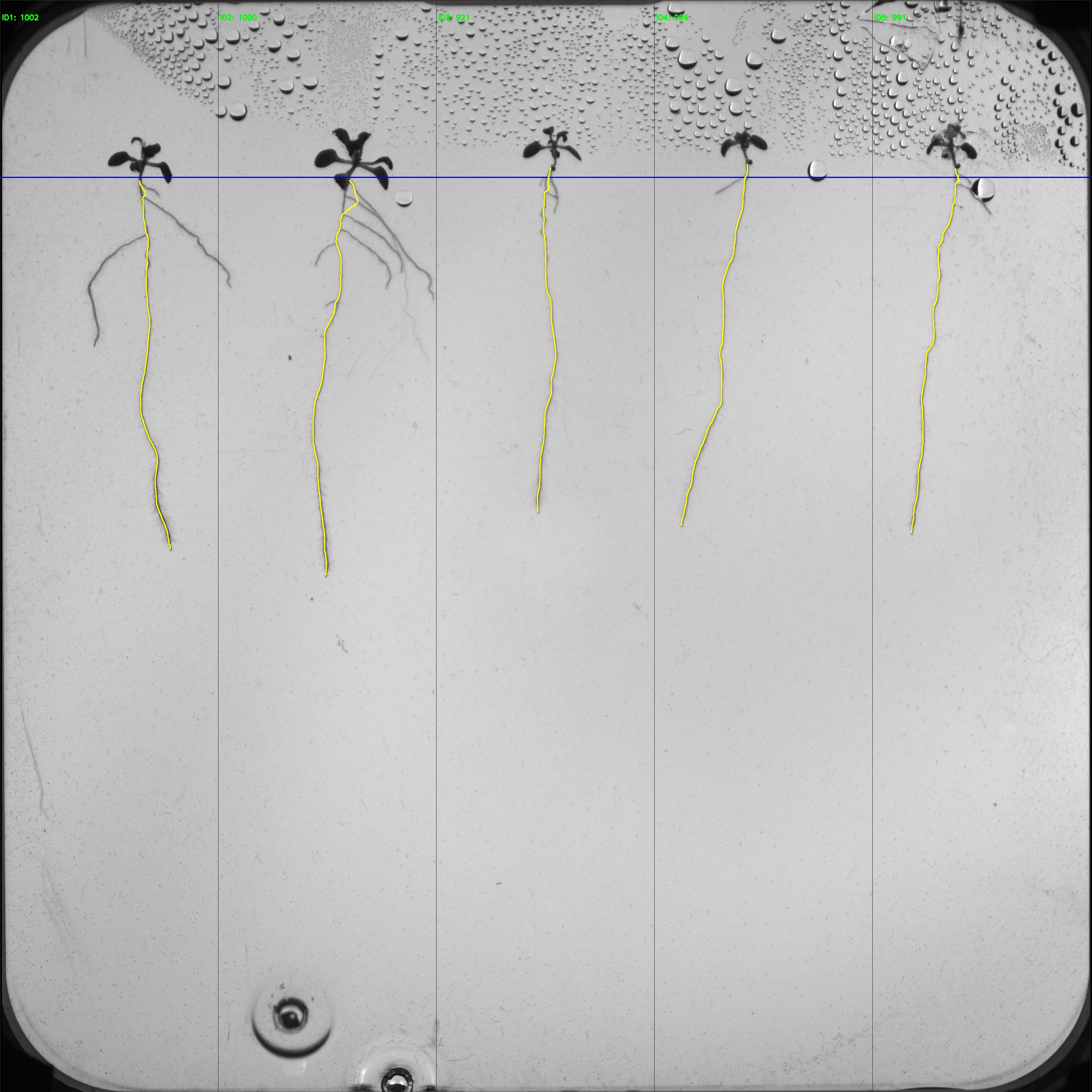 Automated Root Phenotyping & Inoculation System